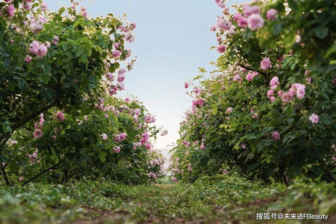 榜背后半亩花田的“花”式创新密码CQ9电子中国网站解码618霸(图2)